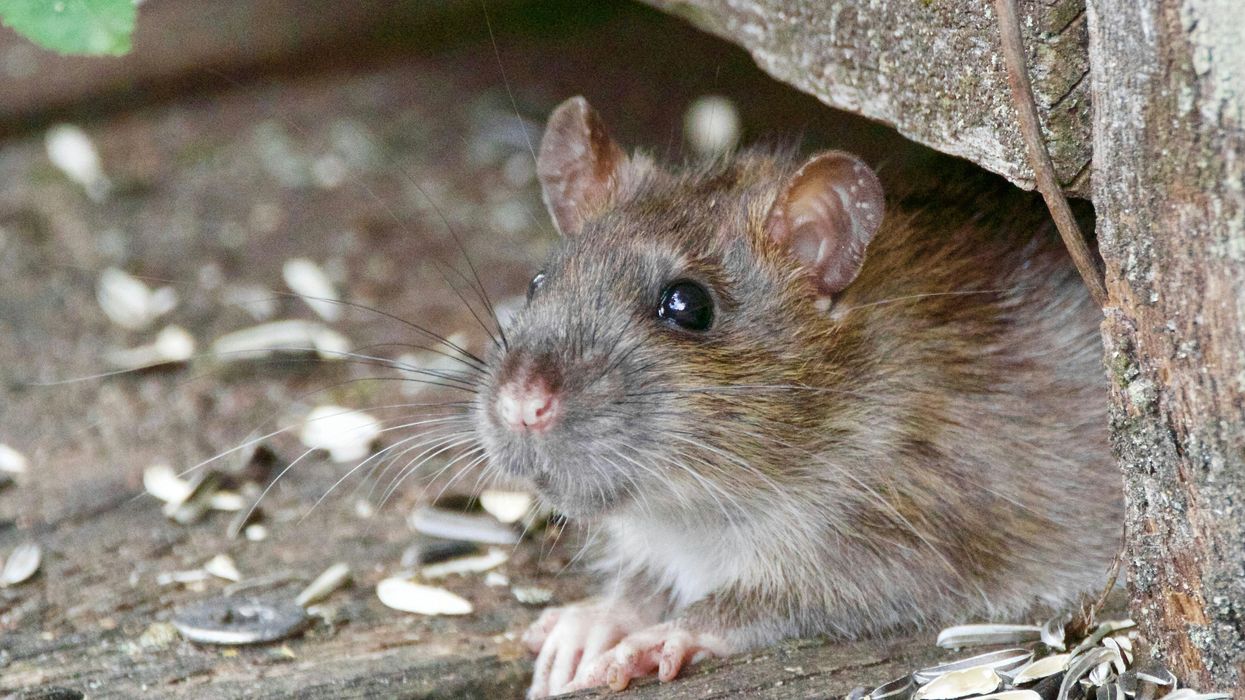 Rats Keep Getting Stoned By Breaking Into Evidence Room And Consuming Drugs At New Orleans Police Department