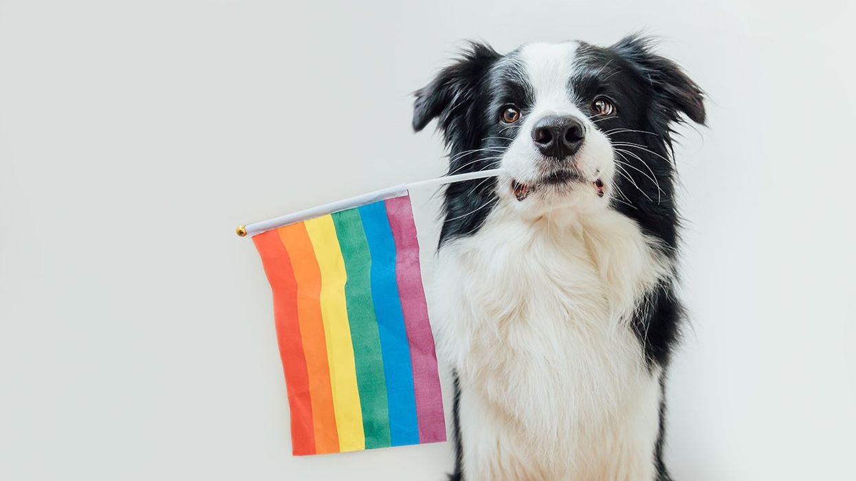 Queer publication makes the case for "Tranimals," aka trans animals,  and their reasoning is even worse than you think