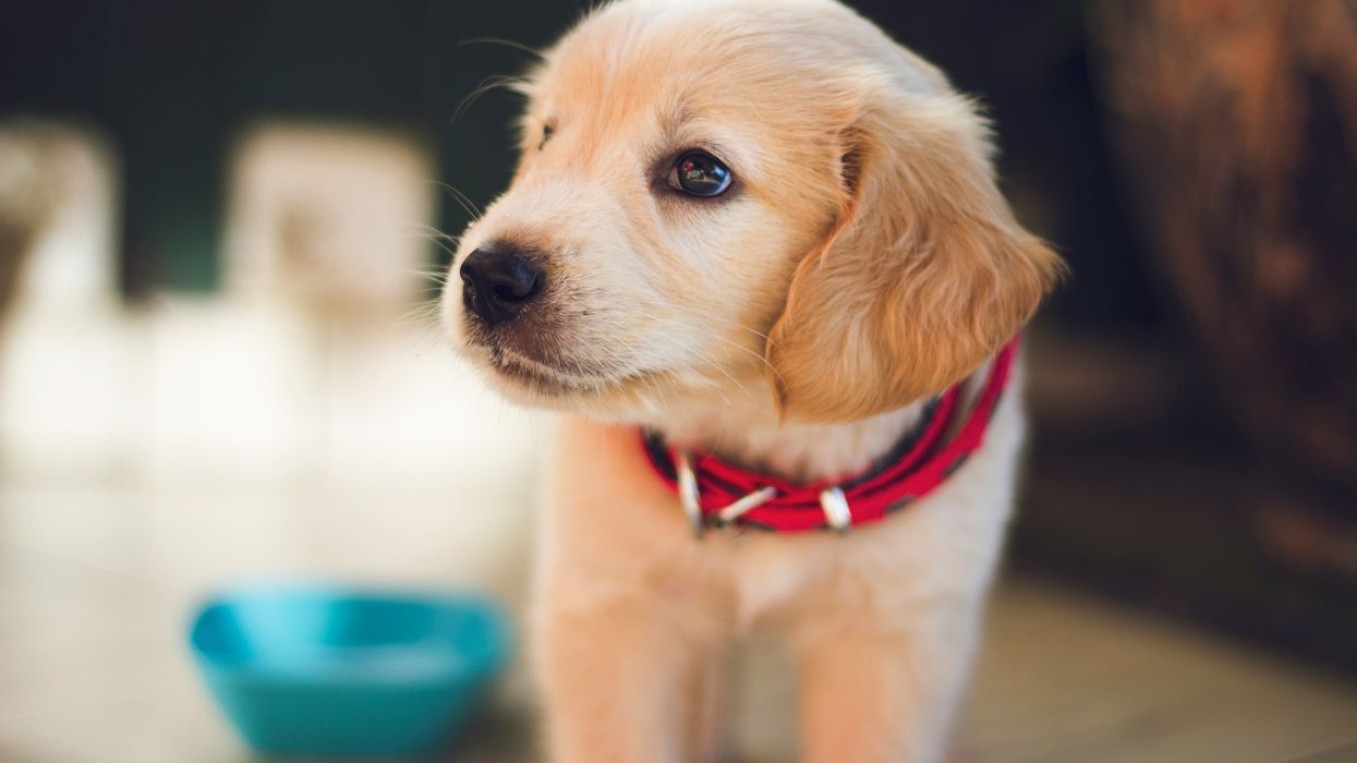 Woke Karens Are Now Going After The Pooches, Claims Dogs Are Responsible For Gentrifying The City