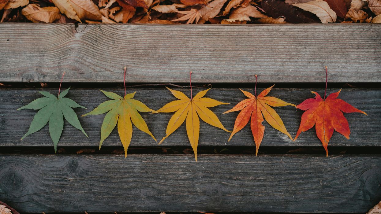 “Gender Seasons” Is Now A Thing: People Are Changing Their Gender For The Different Times Of The Year