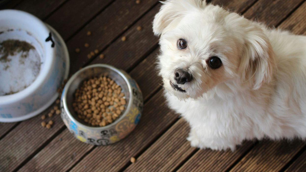 Vegans Are Now Going After Your Pooches Food, Claims There Is “Compelling” Research For Dogs To Eat A Veg Diet