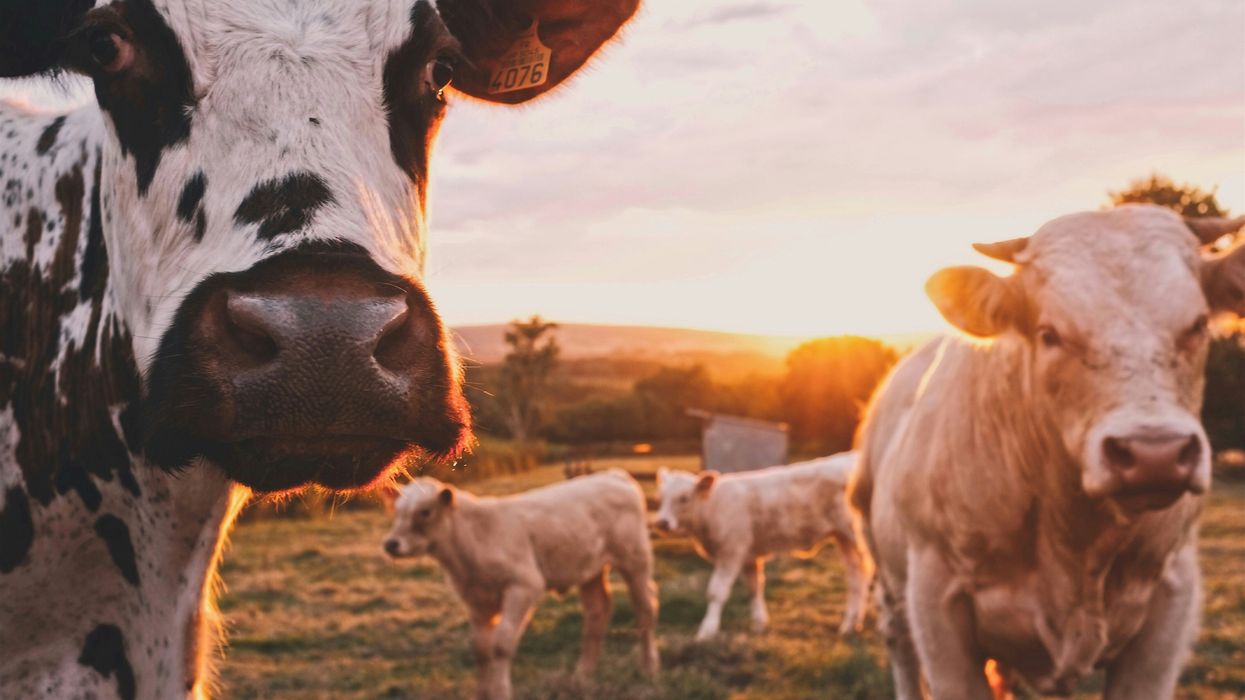Bill Gates is at it again, now he has a vaccine that will stop cows from farting and destroying the planet