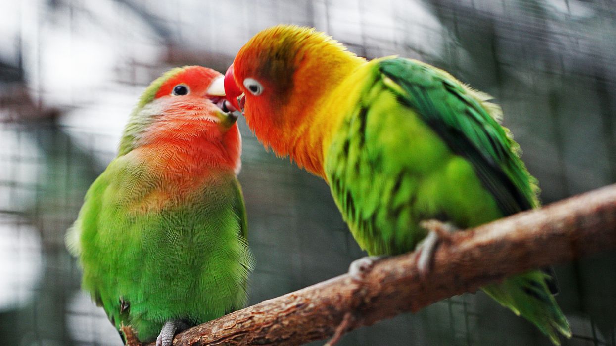 NBC to release new documentary chronicling the (checks notes) hidden LGBTQ+ communities among animals