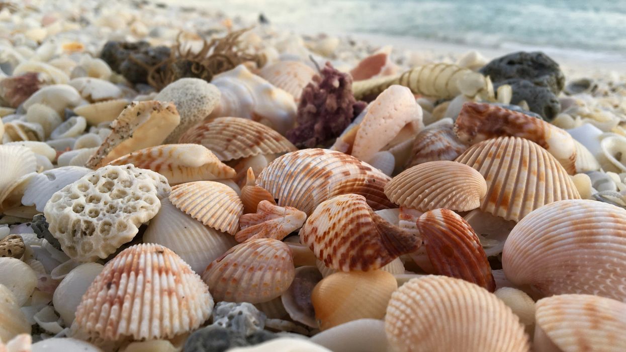 Kids Mistakenly Collected Clams On The Beach Thinking They Were Seashells, California Fined Their Mom $88K
