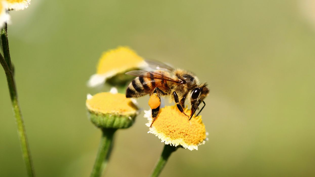 DEI college course encourages students to live like bugs in order to understand marginalized groups