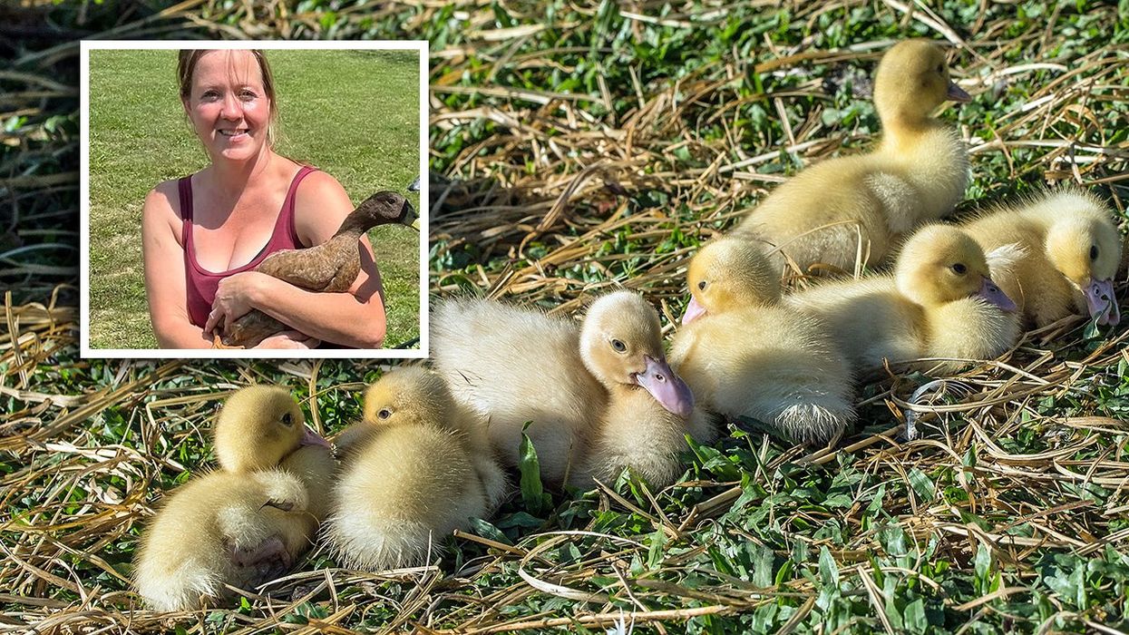 “It is very disturbing:” Ohio duck expert SHOCKED at how many birds are missing