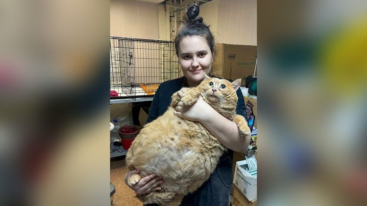 38-pound cat gets sent to fat camp after being stuck in shoe rack (thankfully, not in Springfield)
