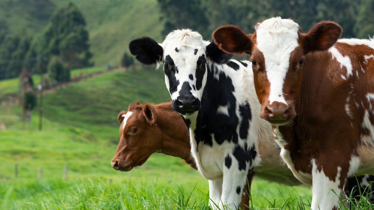 Woke blue state lawmakers want to charge farmers for how much their cows fart and... wait, what?