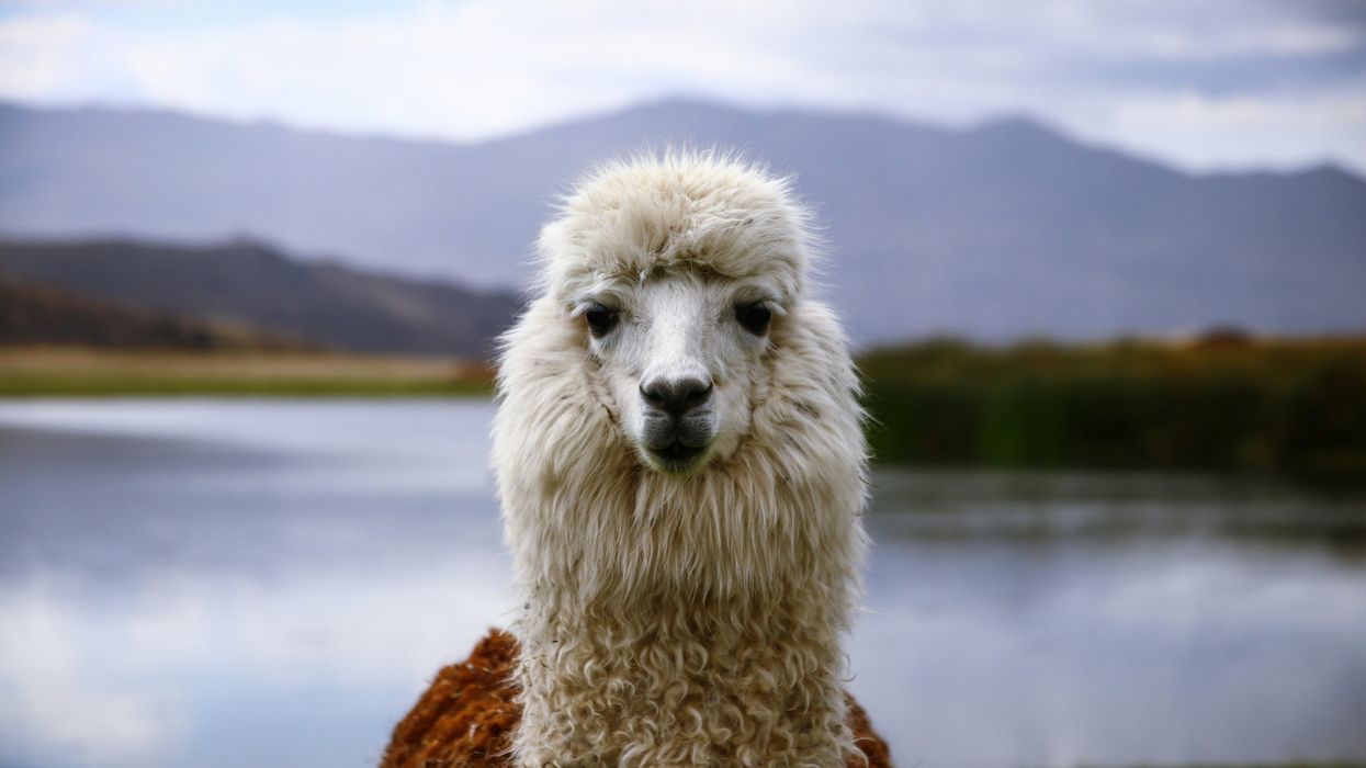 New health official demands citizens who identify as LLAMAS be treated with "dignity and respect"