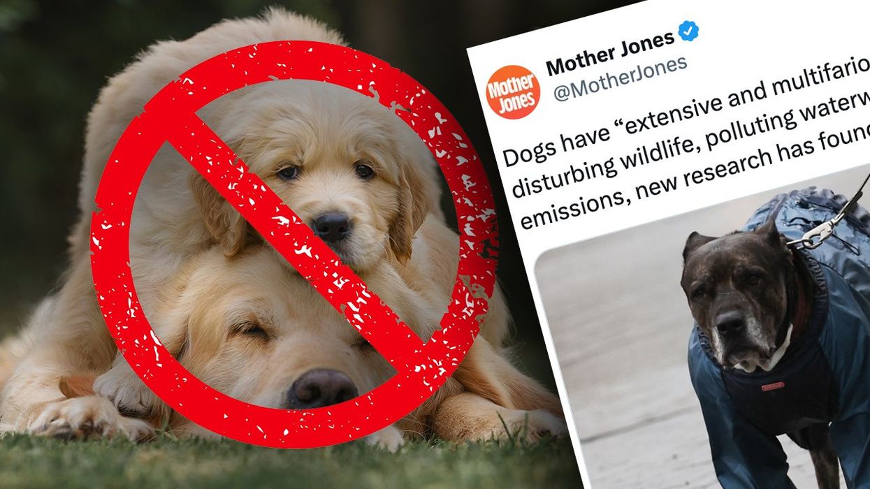 Liberals have found something else Americans love that's destroying the planet: it's your family dog
