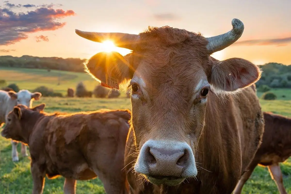 Woke state democrats declare war on health, push new initiative to criminalize killing animals for food