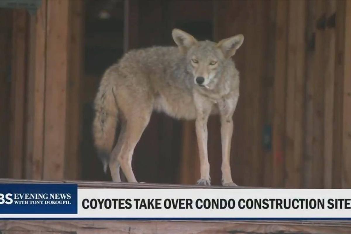 Coyotes Take Over Abandoned Construction Site in California City