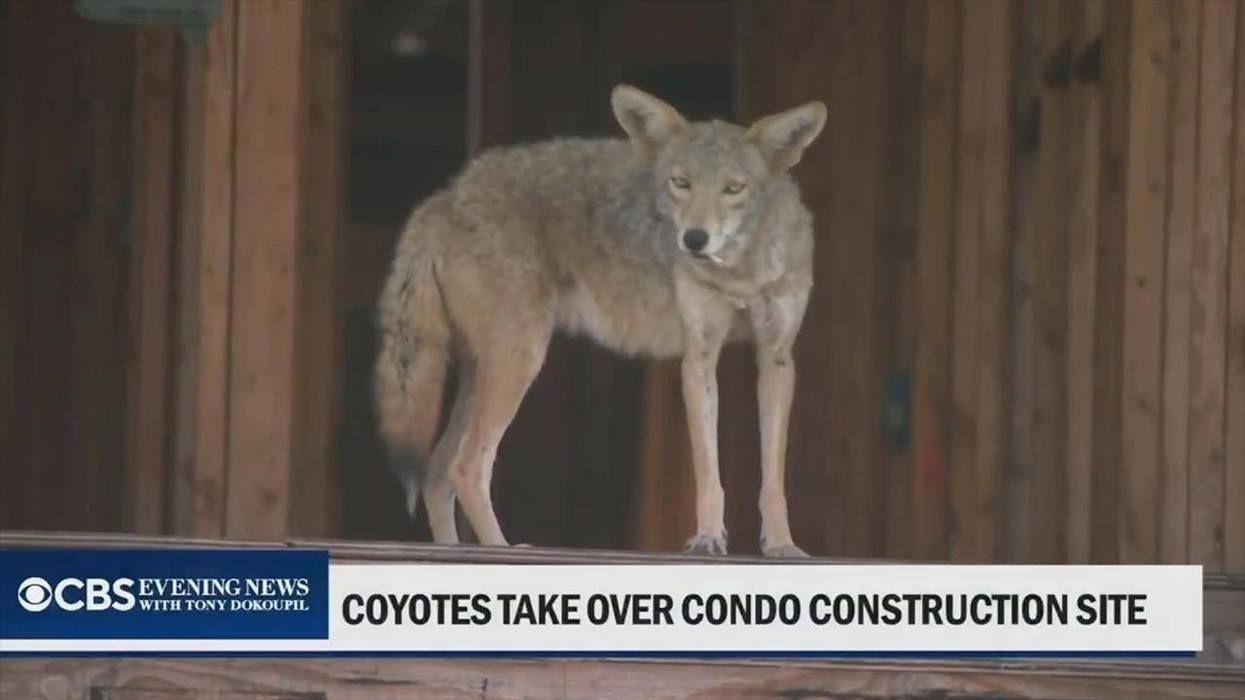 Coyotes Take Over Abandoned Construction Site in California City