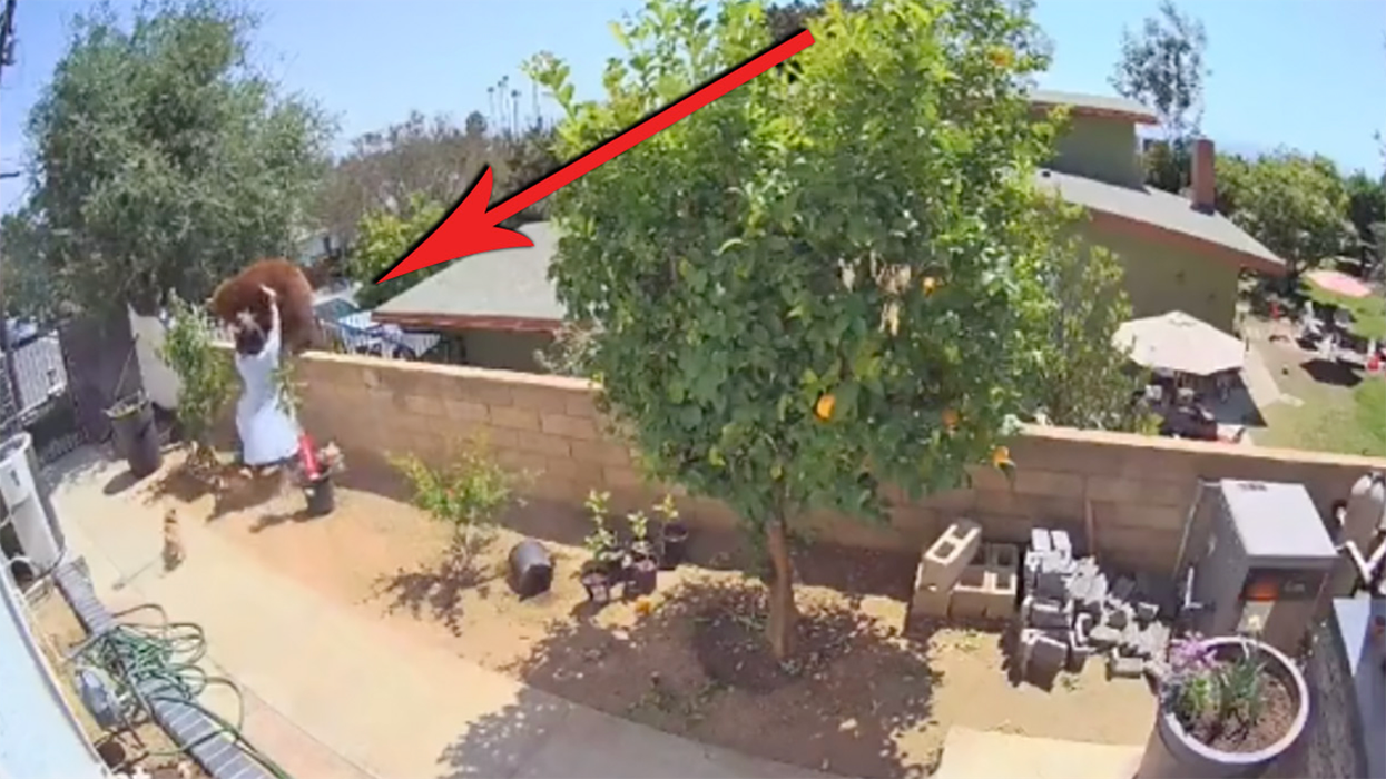 Woman Goes Full Beast Mode, Saves Dogs by Fighting Off BEAR