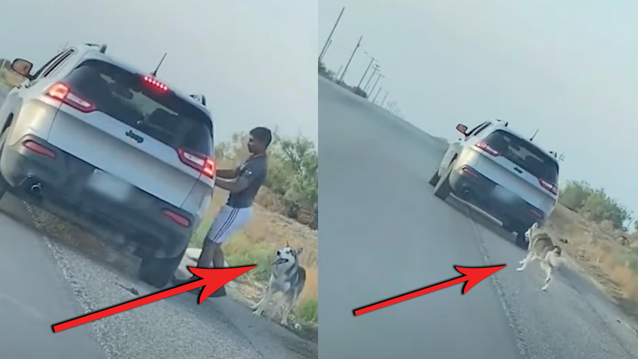 Garbage Human Caught on Video Abandoning Dog, Drives Off as Heartbroken Huskie Runs After Him