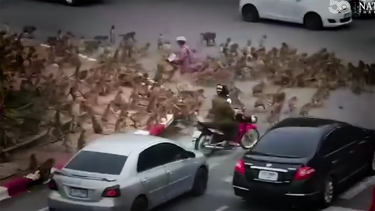 Monkey Gang Warfare Has Taken Over the Streets of Thailand. Seriously, We Have Video ...