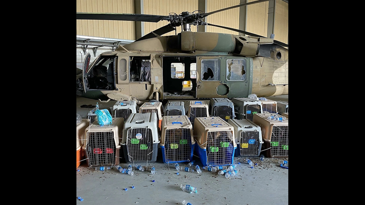 #NoPawsLeftBehind Trends Over Dogs Left Behind in Afghanistan (UPDATE: Defense Dept Says It's NOT TRUE)
