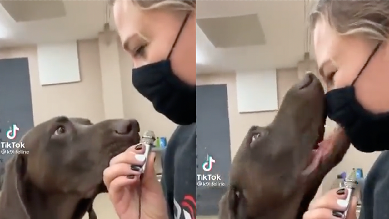 Watch: Girl Interviews Dog About Pandemic, Dog Proves to Be Smarter Than CNN