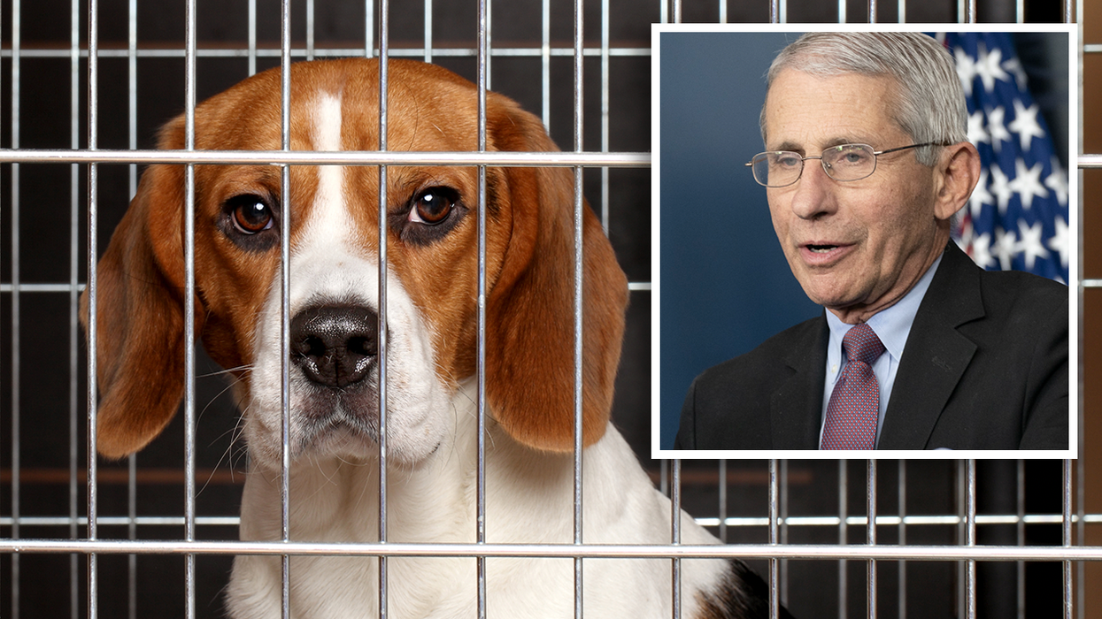 Bipartisan Legislators Demand Answers from Fauci Over Experimenting on Dogs. NIH Removed Their Vocal Cords?!?