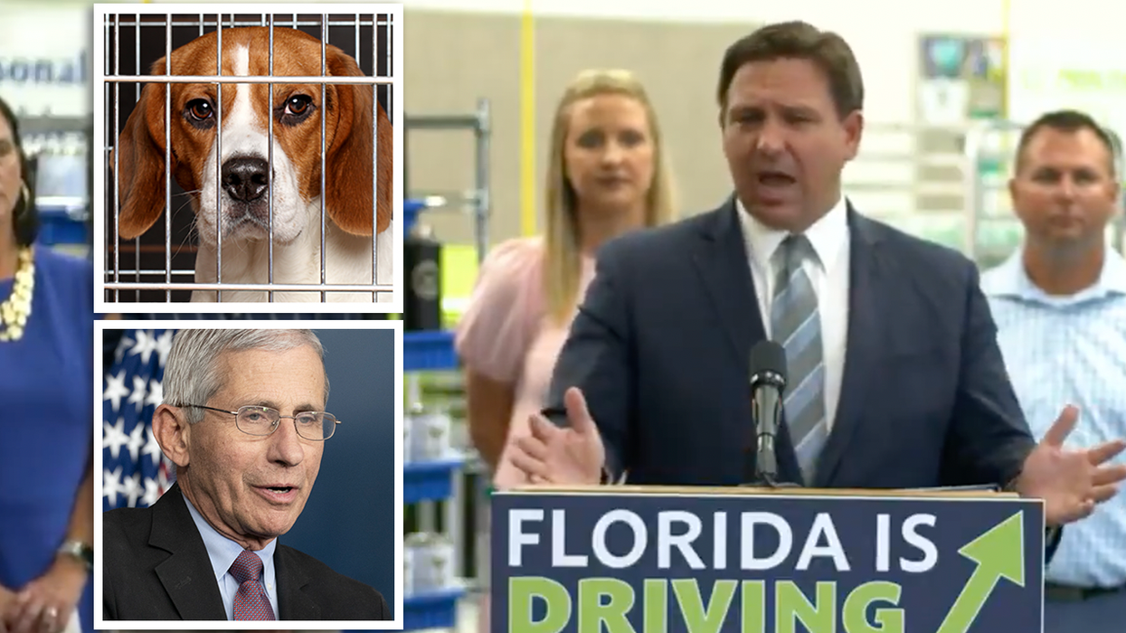 'It's Flat Out Disgusting': Ron DeSantis Eviscerates Anthony Fauci Over Report NIH was Torturing Puppies