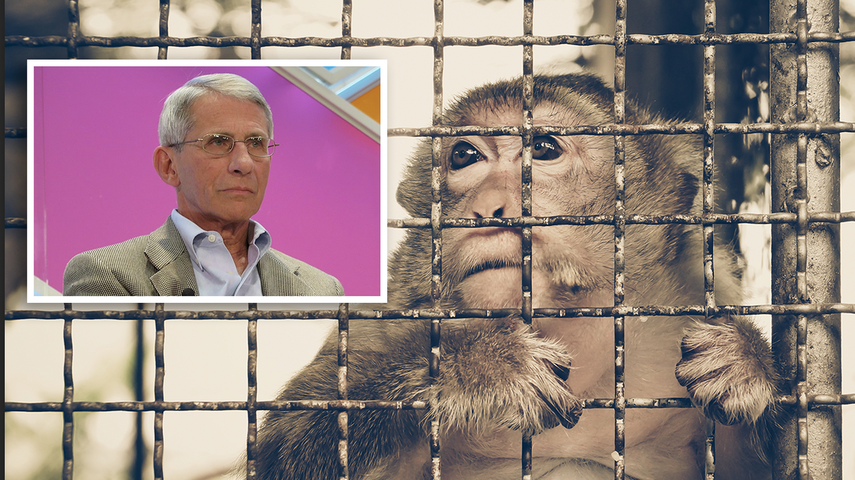 Depravity in the Name of “Science”: Fauci’s NIH has Tortured Monkeys for Decades and You Paid for It