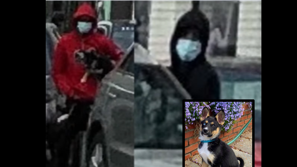 Men Steal Puppy at Gunpoint, Shoot Two Men, Commit Robbery ... Yet Are Released Without Charges Being Filed