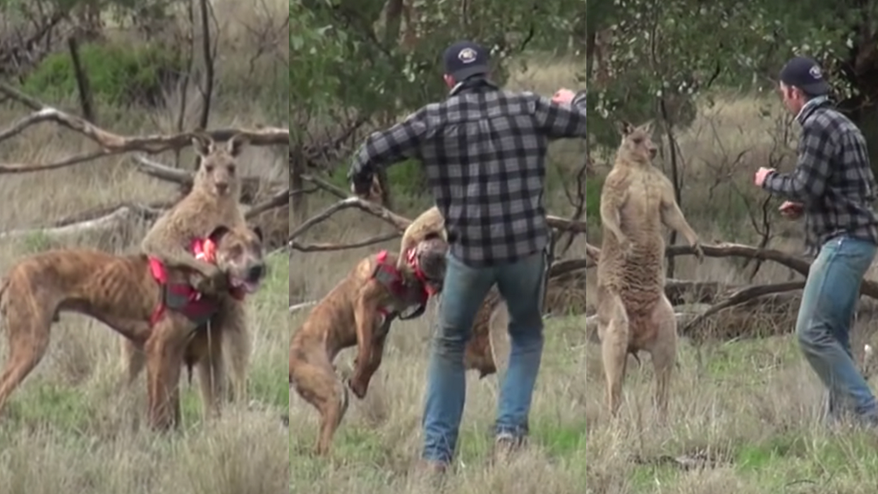 Wild Video Shows Man Punch Kangaroo in the Face Because Kangaroo Was Holding His Dog Hostage