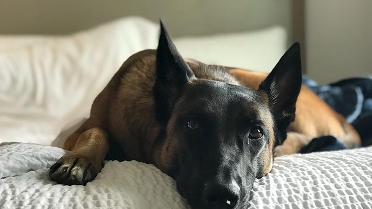 'The World Is a Much Darker Place': Hero Dog Dies After Saving Owner From Mountain Lion