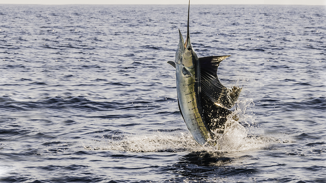 73-Year-Old Woman Stabbed in the Groin by 100-lb Sailfish: 'She Didn't Have Time to React'