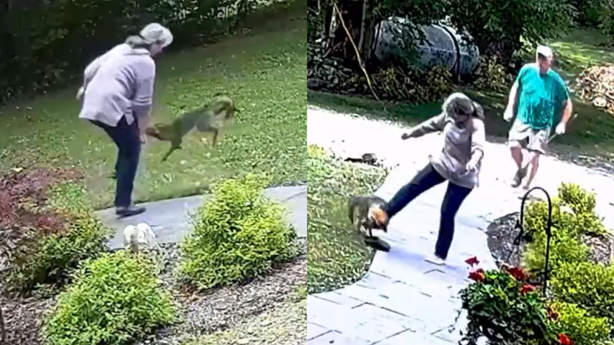 Watch: Woman gets attacked by rabid fox and it looks like a sketch out of Monty Python