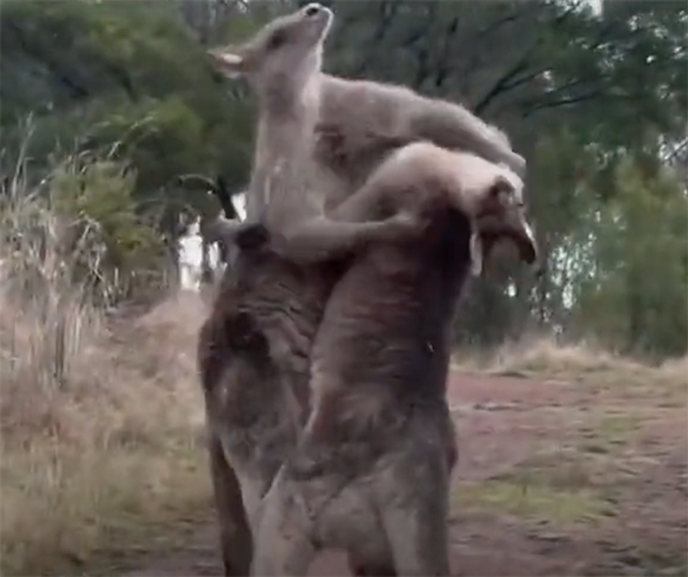 That 039 s hardcore kangaroo brawl ends when one kangaroo puts the other through a metal wall | education