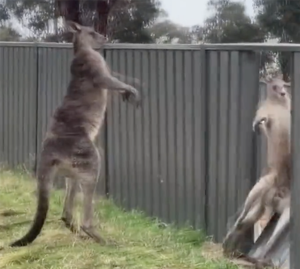 That 039 s hardcore kangaroo brawl ends when one kangaroo puts the other through a metal wall | education