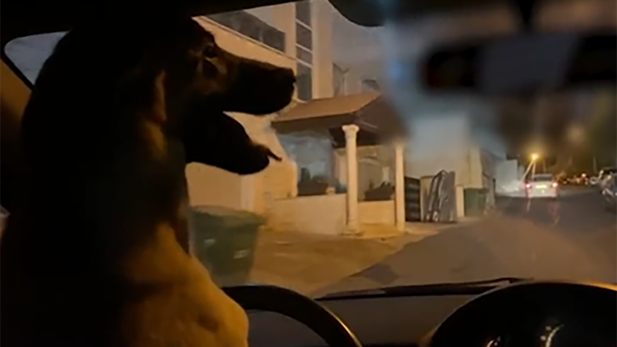 Not-so-secret life of pets?: Man arrested after recording allowing his dog to drive his car