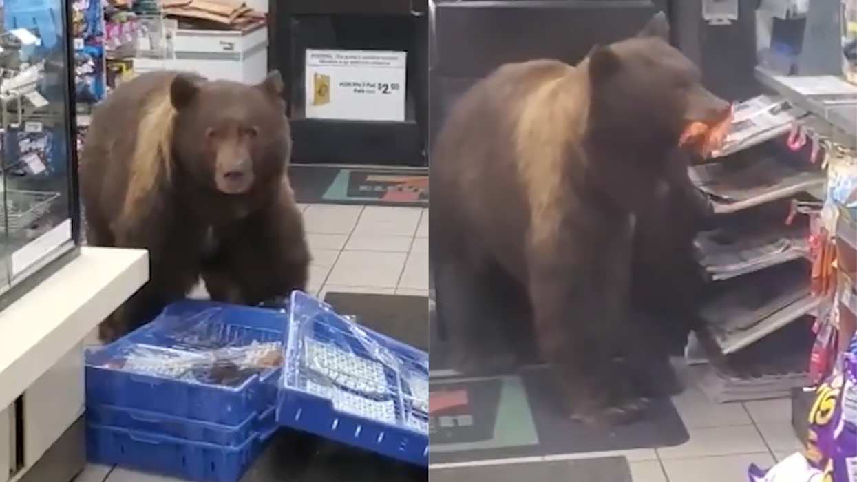 'I'll kick your a**': Cashier is ready to fight bear as it repeatedly steals snacks from store, or die trying