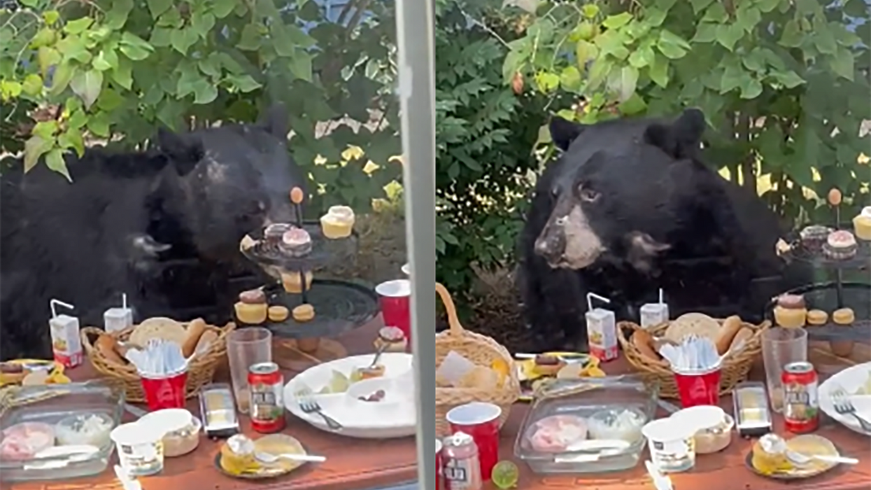 Watch: 2-year-old's birthday party is crashed by a hungry black bear with a sweet tooth