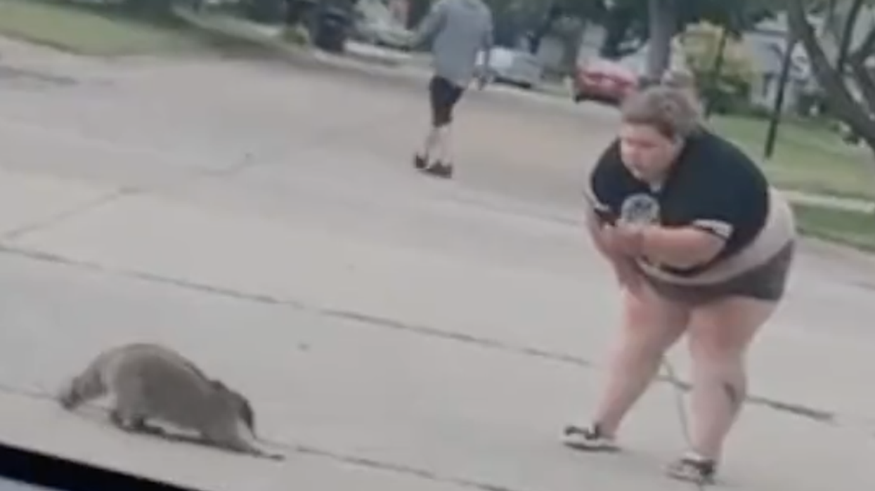 Woman wipes out after losing argument to a raccoon, but the real comedy is when her boyfriend gets involved