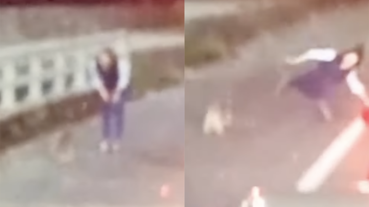 Watch: Woman eats pavement after losing argument with a koala bear, but the real hero is the dudebro providing commentary