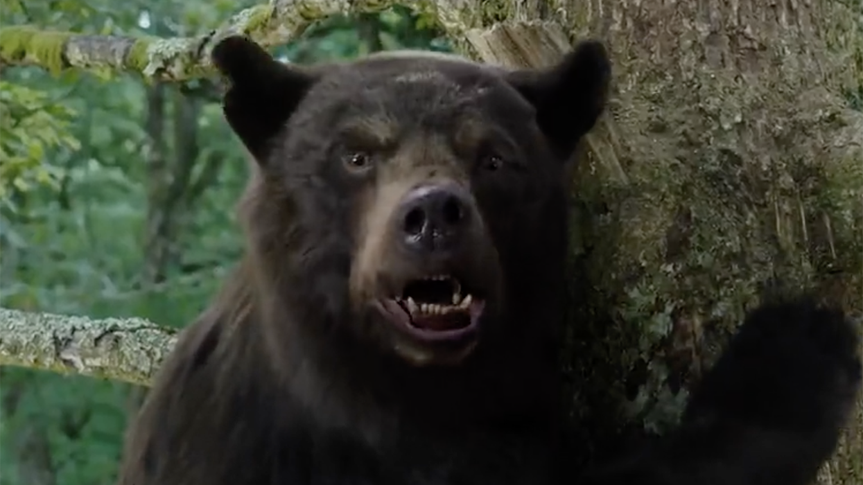 Who is 'Cocaine Bear' and why is everyone on the internet including Elon Musk talking about him?