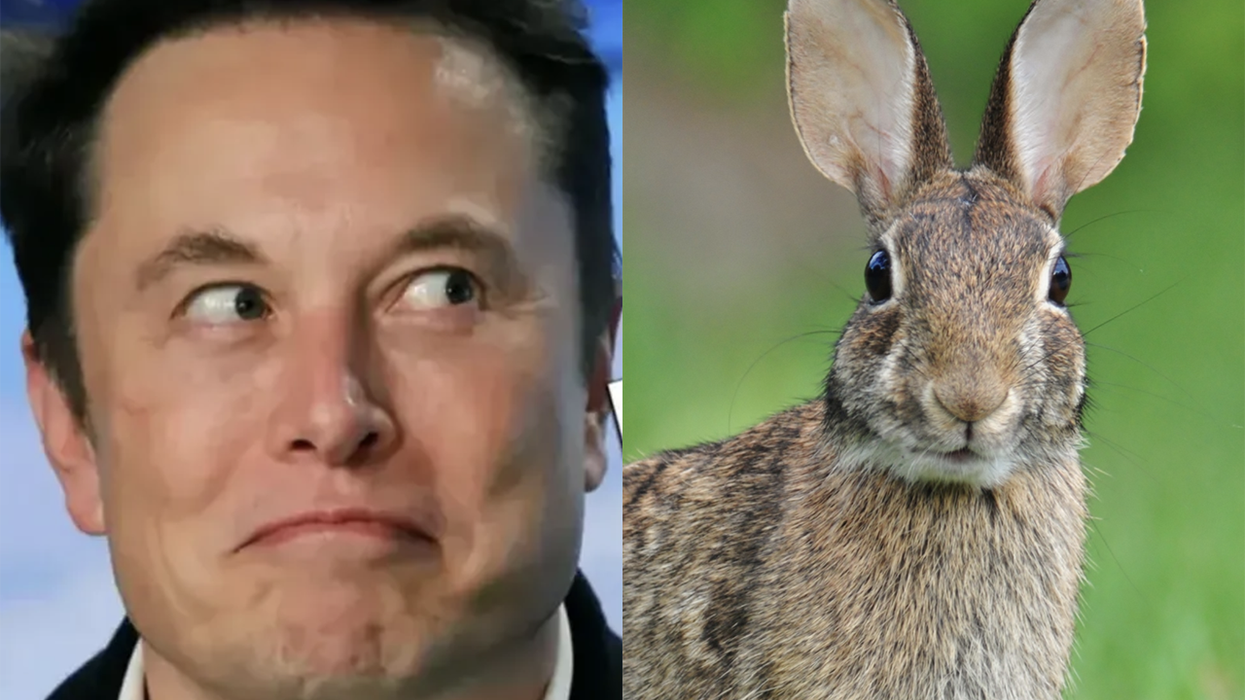 Elon Musk tweets bunny emoji, sends woke scientist down rabbit hole of conspiracies