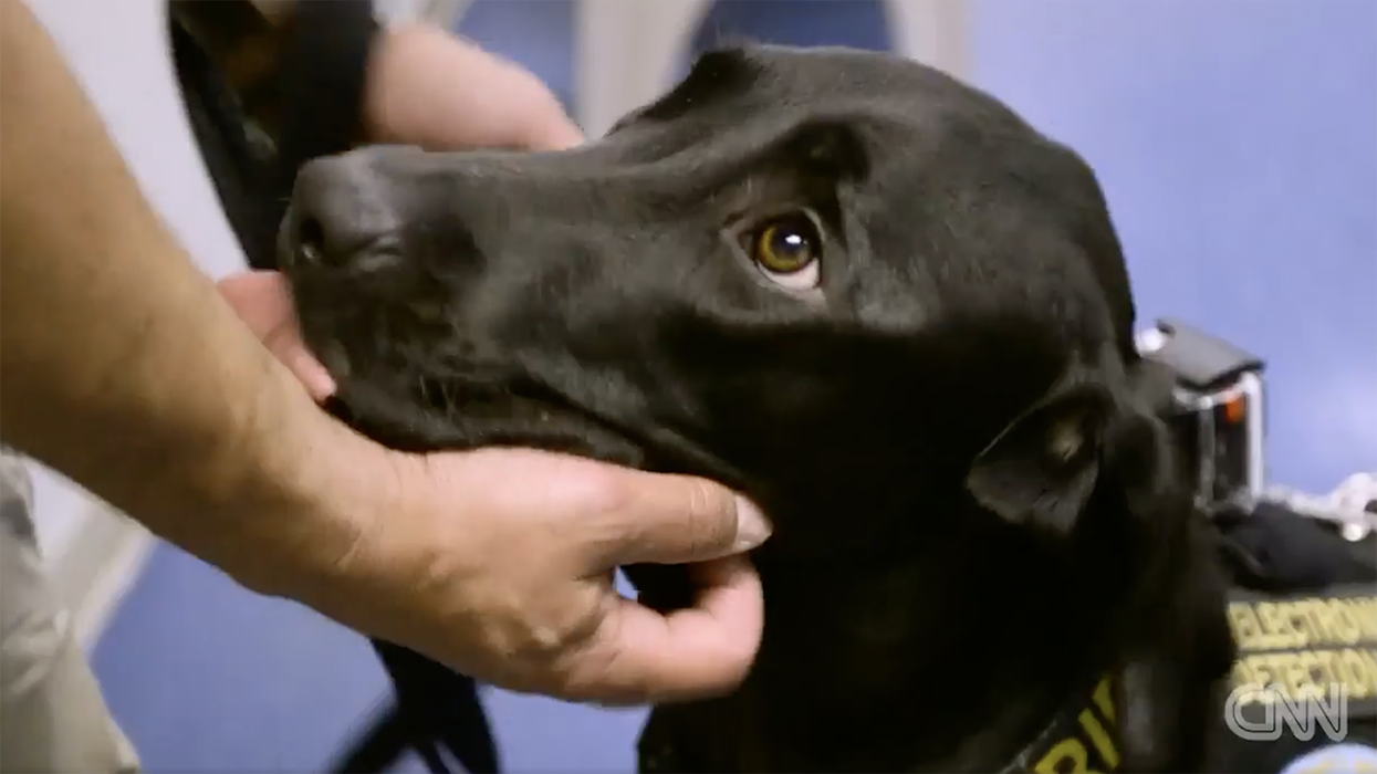 Absolute badass 'porn-sniffing dog' dies after years of putting sickos behind bars