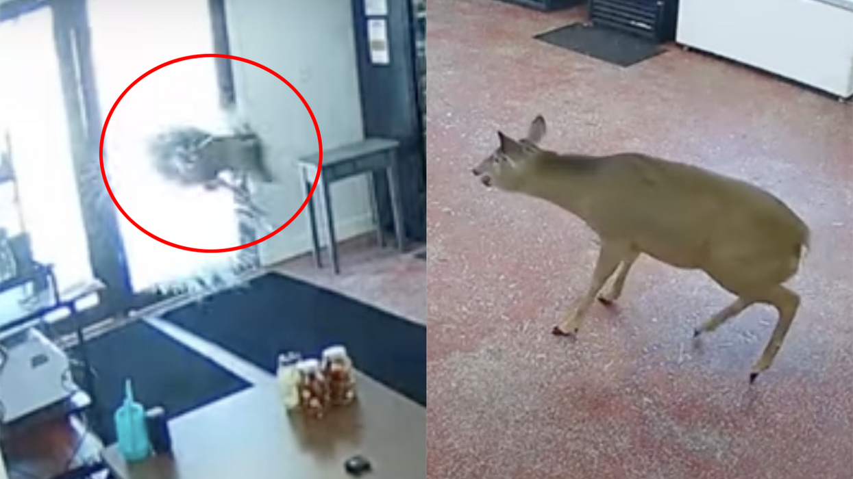 Watch: Deer decides meat is murder, commits act of civil disobedience by crashing into butcher shop
