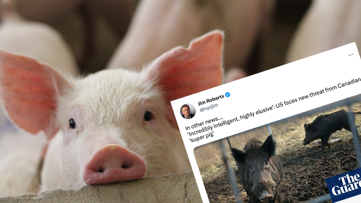 Canada Created 600-Pound "Super Pigs" For Some Reason And Now They're Headed For the United States