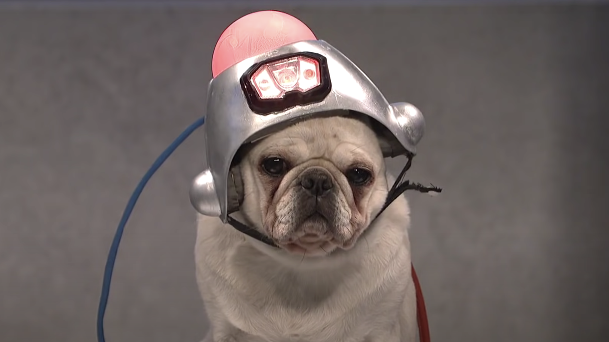Watch: SNL mocks the left's unhinged hatred of Donald Trump... with a puppy