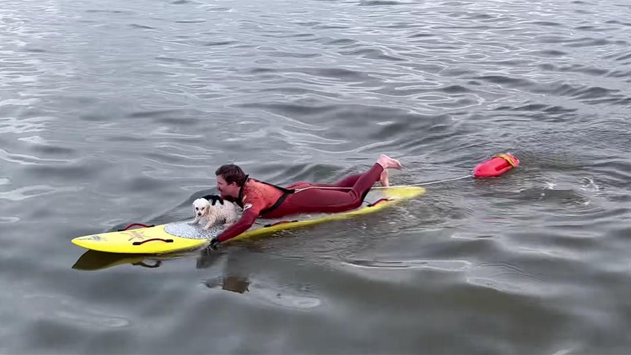 Watch As This California Lifeguard Rescues A Tiny Dog From Drifting Out To Sea