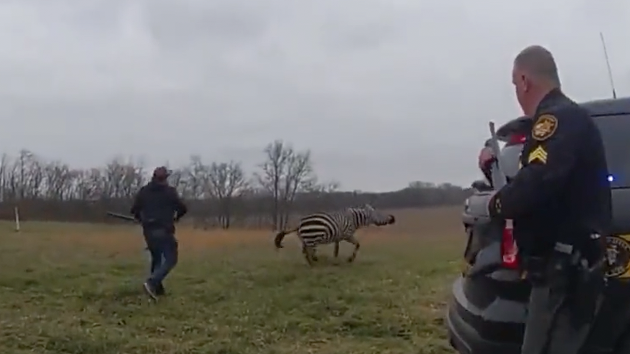 Watch: Murderous zebra nearly bites owner's arm off before deputies put it down