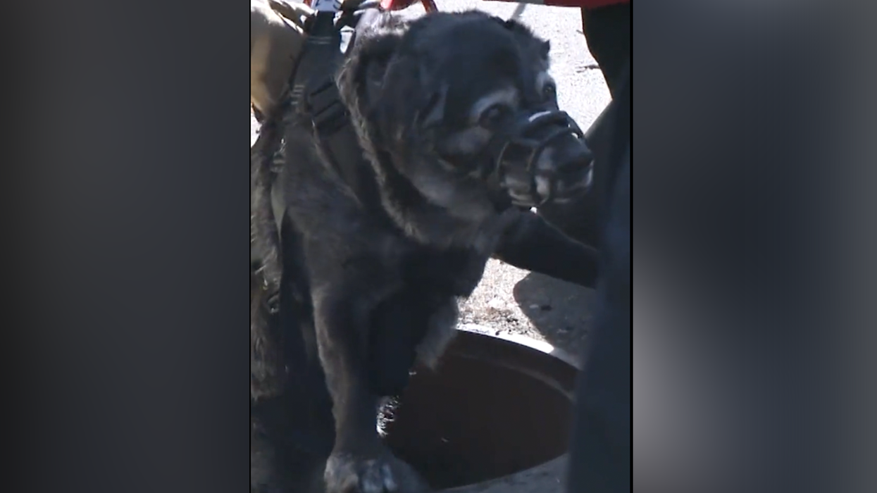 Watch: Elderly dog looking for treats miraculously survives a 23-foot fall into a manhole