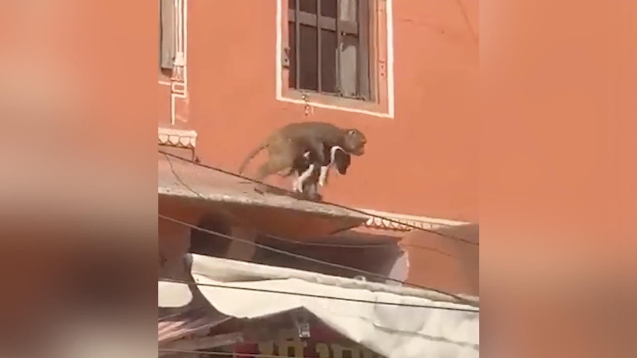 Watch: Crowd laughs as a monkey kidnaps a dog because this is a normal occurrence in India