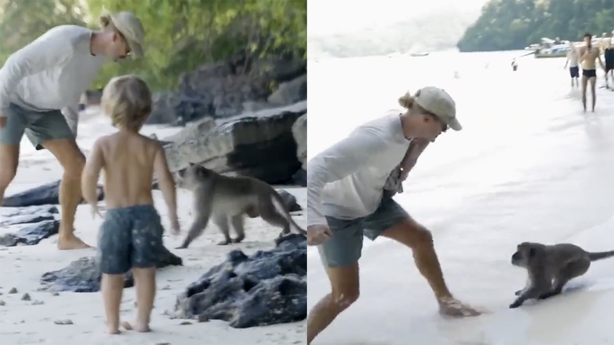 Monday Morning Monkeys: Watch a man fistfight primates on a beach to save his children