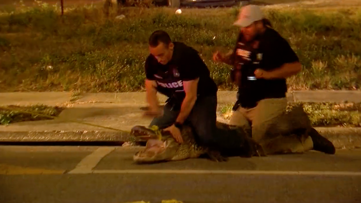 Watch: Police Officers Tackle A Massive Rogue Alligator Wandering Around A Florida Neighborhood