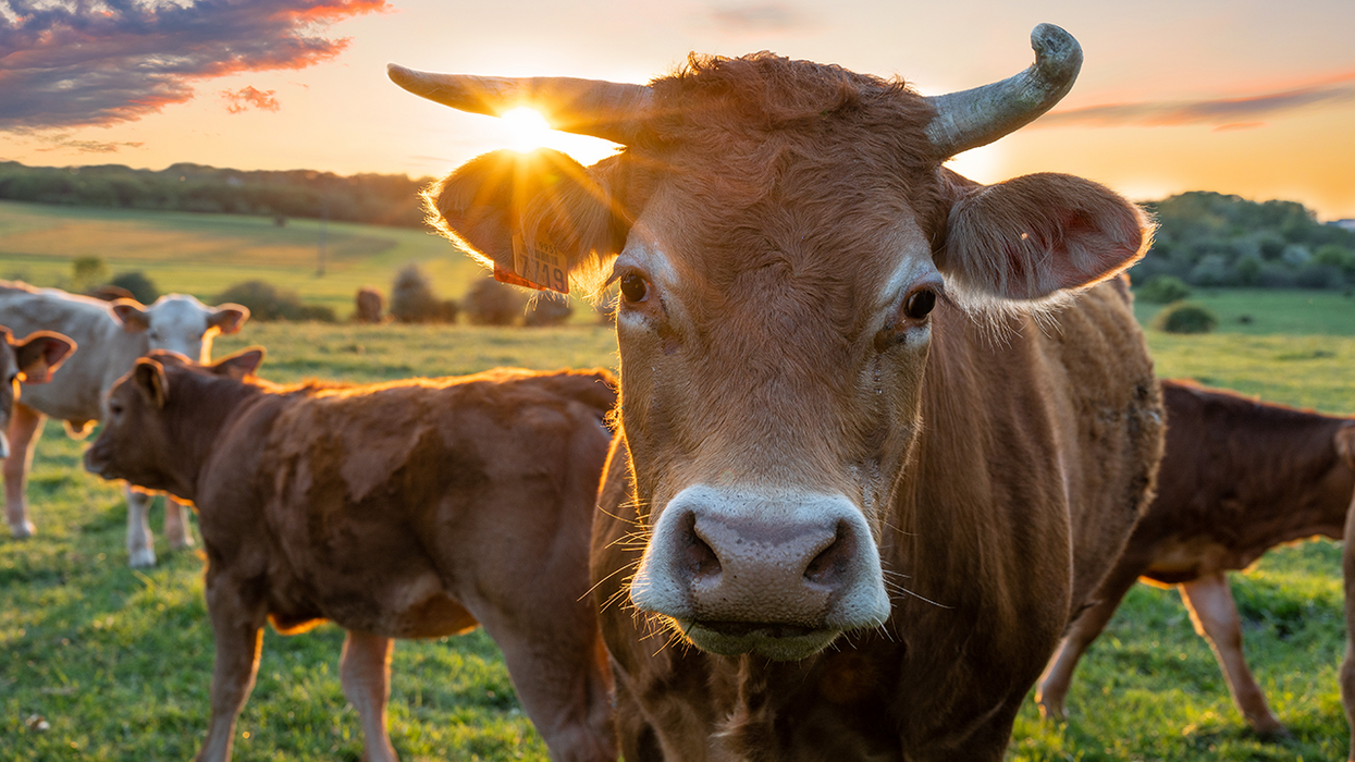 British Farmers Will Soon Be Forced To Feed Cows Anti-Fart Feed For The Planet